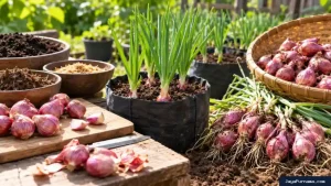 Cara Menanam Bawang Merah untuk Pemula, dari Bibit hingga Panen
